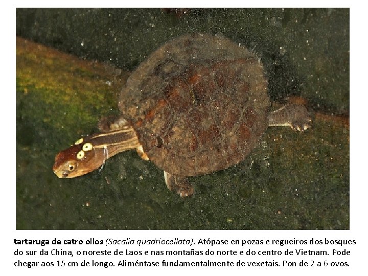 tartaruga de catro ollos (Sacalia quadriocellata). Atópase en pozas e regueiros dos bosques do