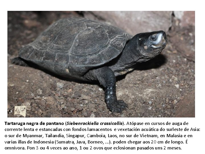 Tartaruga negra de pantano (Siebenrockiella crassicollis). Atópase en cursos de auga de corrente lenta