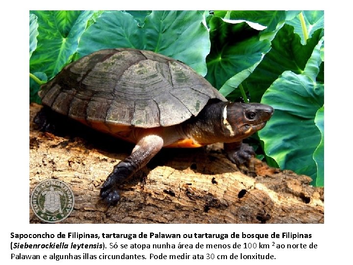 Sapoconcho de Filipinas, tartaruga de Palawan ou tartaruga de bosque de Filipinas (Siebenrockiella leytensis).