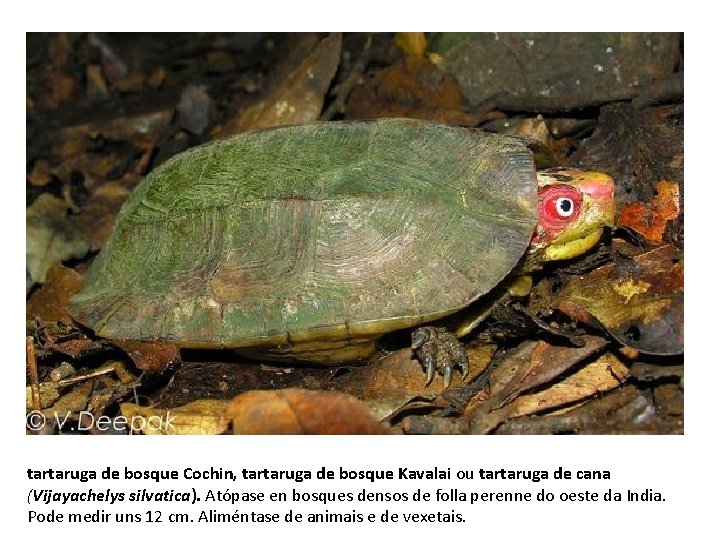 tartaruga de bosque Cochin, tartaruga de bosque Kavalai ou tartaruga de cana (Vijayachelys silvatica).