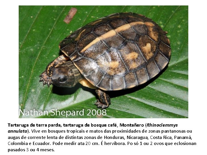 Tartaruga de terra parda, tartaruga de bosque café, Montañero (Rhinoclemmys annulata). Vive en bosques