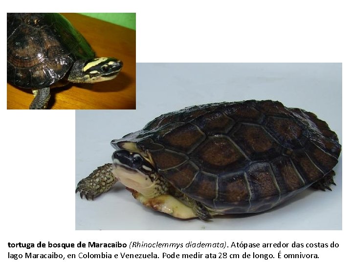 tortuga de bosque de Maracaibo (Rhinoclemmys diademata). Atópase arredor das costas do lago Maracaibo,