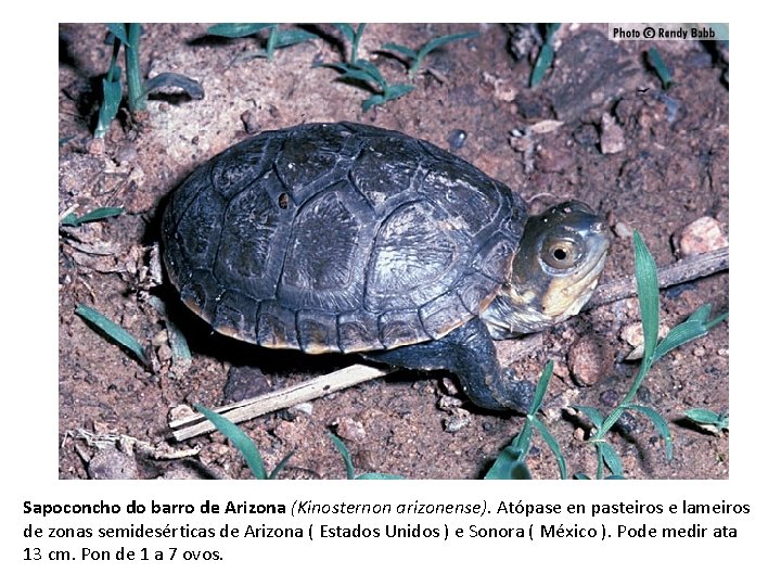 Sapoconcho do barro de Arizona (Kinosternon arizonense). Atópase en pasteiros e lameiros de zonas