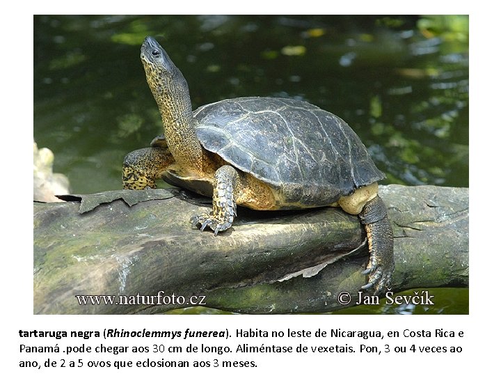 tartaruga negra (Rhinoclemmys funerea). Habita no leste de Nicaragua, en Costa Rica e Panamá.