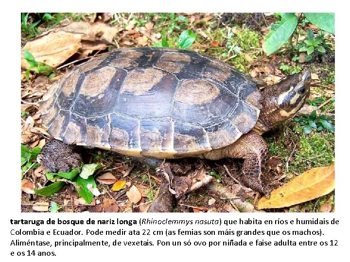 tartaruga de bosque de nariz longa (Rhinoclemmys nasuta) que habita en ríos e humidais