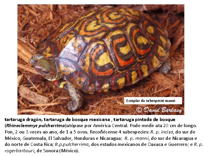 Exmplar da subespecie manni tartaruga dragón, tartaruga de bosque mexicana , tartaruga pintada de