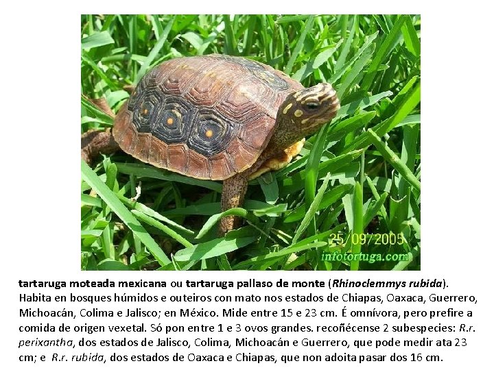 tartaruga moteada mexicana ou tartaruga pallaso de monte (Rhinoclemmys rubida). Habita en bosques húmidos