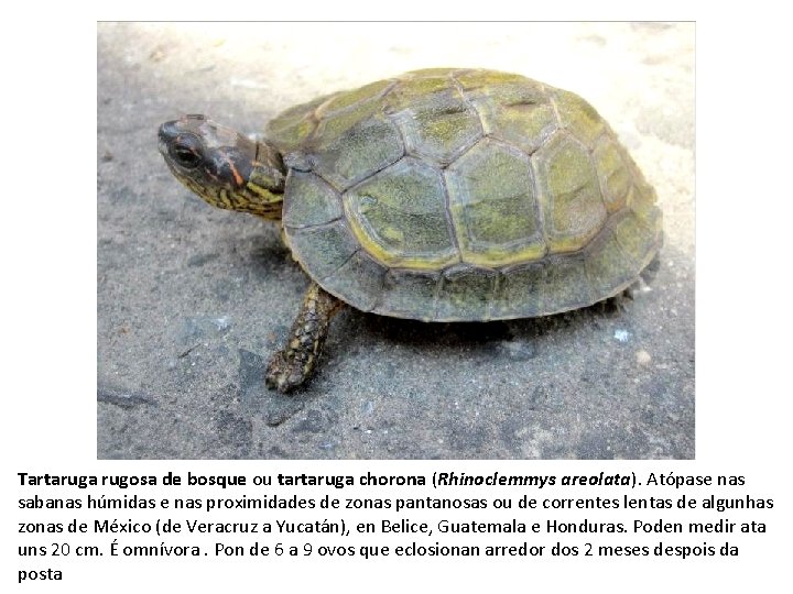 Tartaruga rugosa de bosque ou tartaruga chorona (Rhinoclemmys areolata). Atópase nas sabanas húmidas e