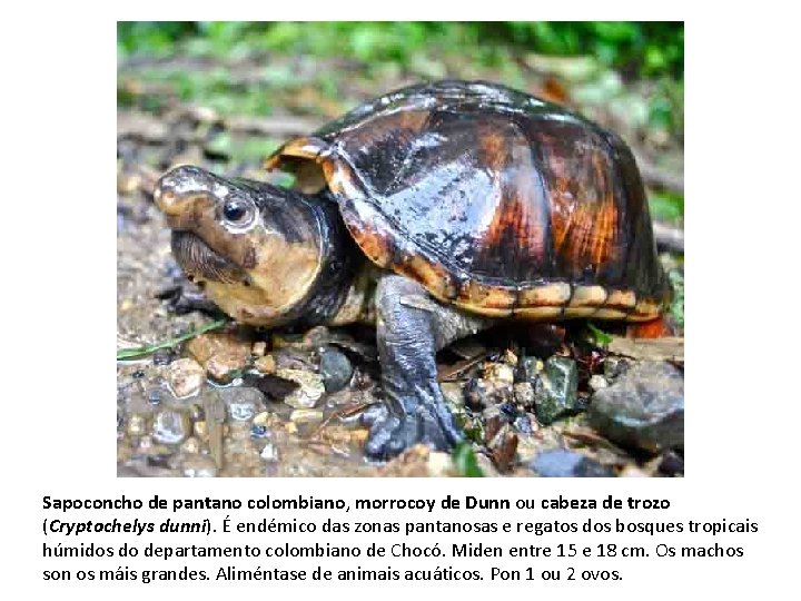 Sapoconcho de pantano colombiano, morrocoy de Dunn ou cabeza de trozo (Cryptochelys dunni). É