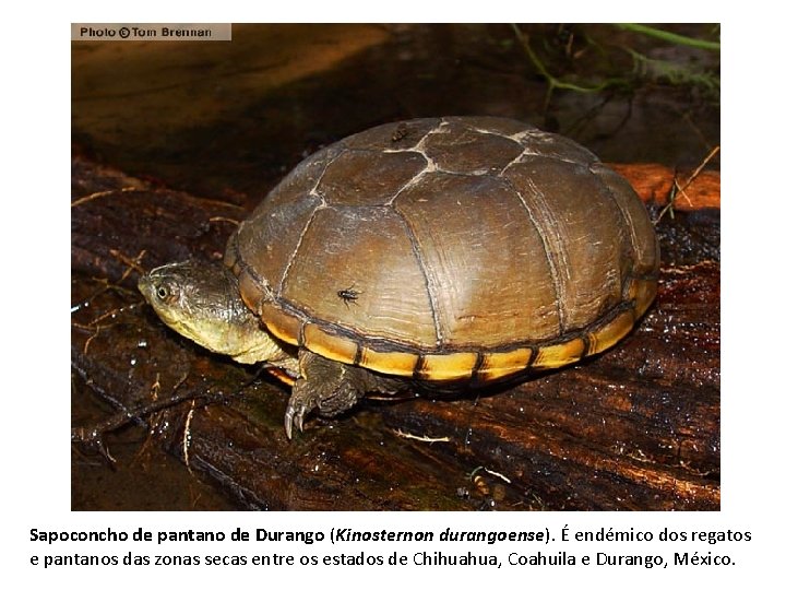 Sapoconcho de pantano de Durango (Kinosternon durangoense). É endémico dos regatos e pantanos das