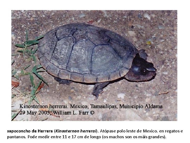 sapoconcho de Herrera (Kinosternon herrerai). Atópase polo leste de Mexico. en regatos e pantanos.