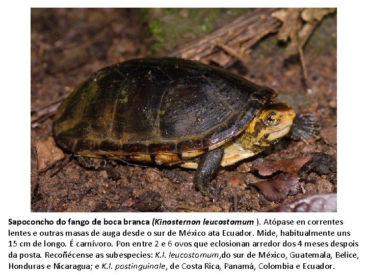 Sapoconcho do fango de boca branca (Kinosternon leucostomum ). Atópase en correntes lentes e