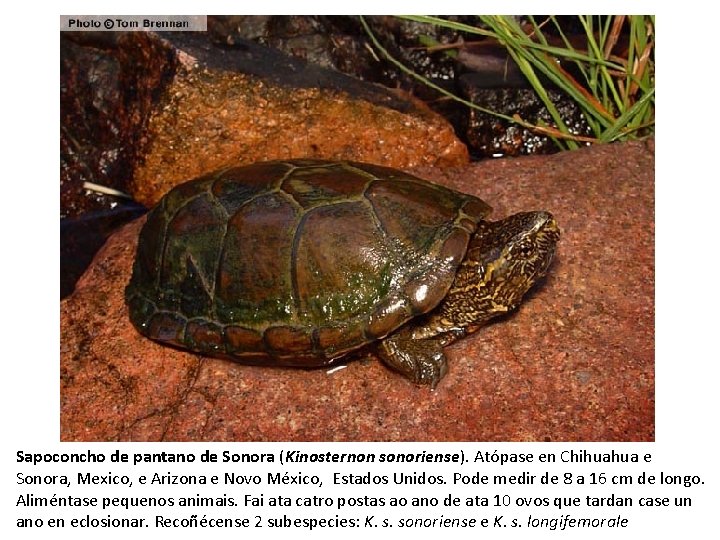Sapoconcho de pantano de Sonora (Kinosternon sonoriense). Atópase en Chihuahua e Sonora, Mexico, e