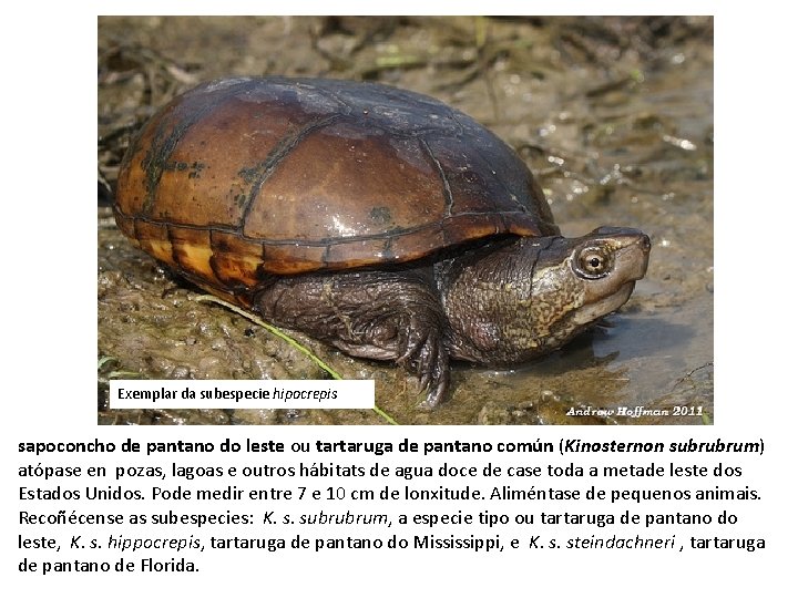 Exemplar da subespecie hipocrepis sapoconcho de pantano do leste ou tartaruga de pantano común