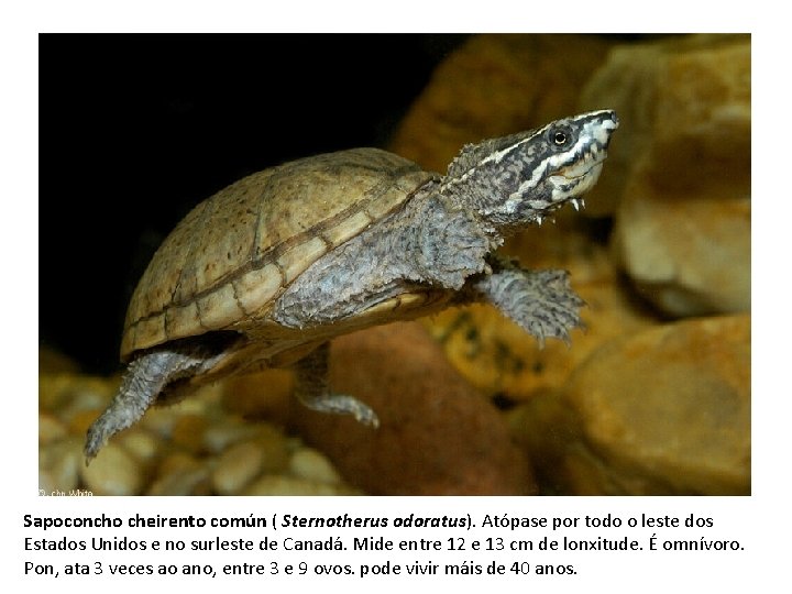 Sapoconcho cheirento común ( Sternotherus odoratus). Atópase por todo o leste dos Estados Unidos