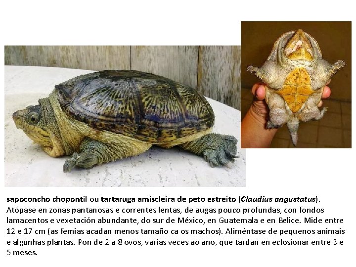 sapoconcho chopontil ou tartaruga amiscleira de peto estreito (Claudius angustatus). Atópase en zonas pantanosas