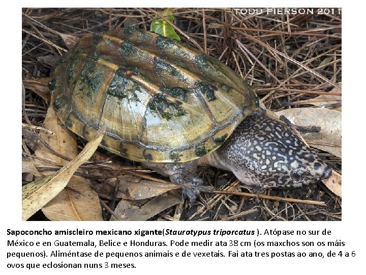 Sapoconcho amiscleiro mexicano xigante(Staurotypus triporcatus ). Atópase no sur de México e en Guatemala,