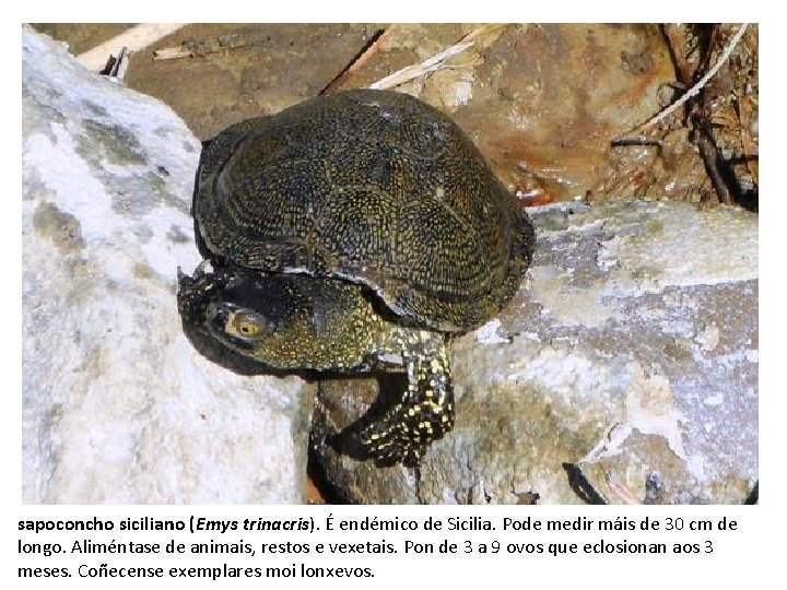 sapoconcho siciliano (Emys trinacris). É endémico de Sicilia. Pode medir máis de 30 cm