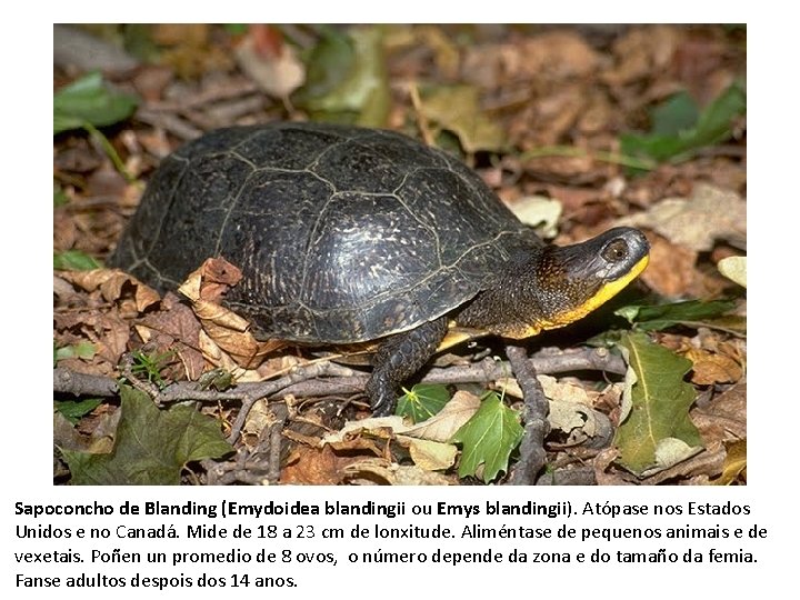 Sapoconcho de Blanding (Emydoidea blandingii ou Emys blandingii). Atópase nos Estados Unidos e no