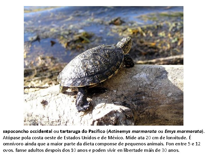 sapoconcho occidental ou tartaruga do Pacífico (Actinemys marmorata ou Emys marmorata). Atópase pola costa