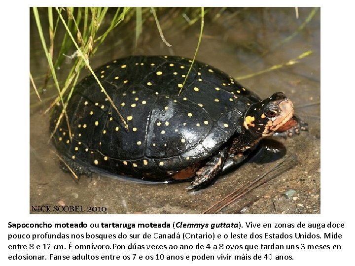 Sapoconcho moteado ou tartaruga moteada (Clemmys guttata). Vive en zonas de auga doce pouco