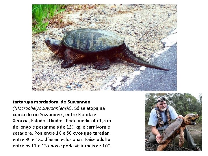 tartaruga mordedora do Suwannee (Macrochelys suwanniensis). Só se atopa na cunca do río Suwannee