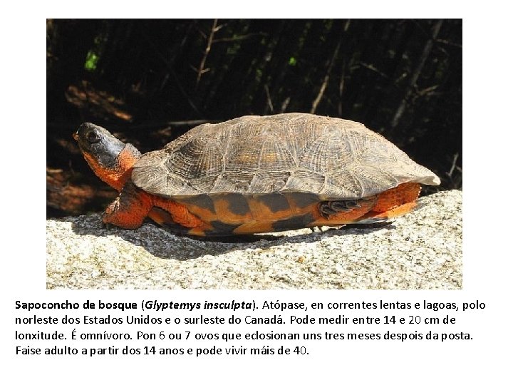 Sapoconcho de bosque (Glyptemys insculpta). Atópase, en correntes lentas e lagoas, polo norleste dos