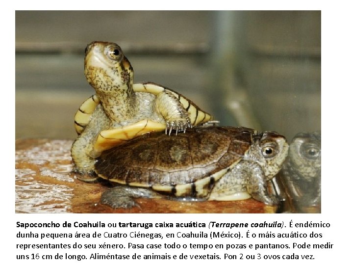 Sapoconcho de Coahuila ou tartaruga caixa acuática (Terrapene coahuila). É endémico dunha pequena área