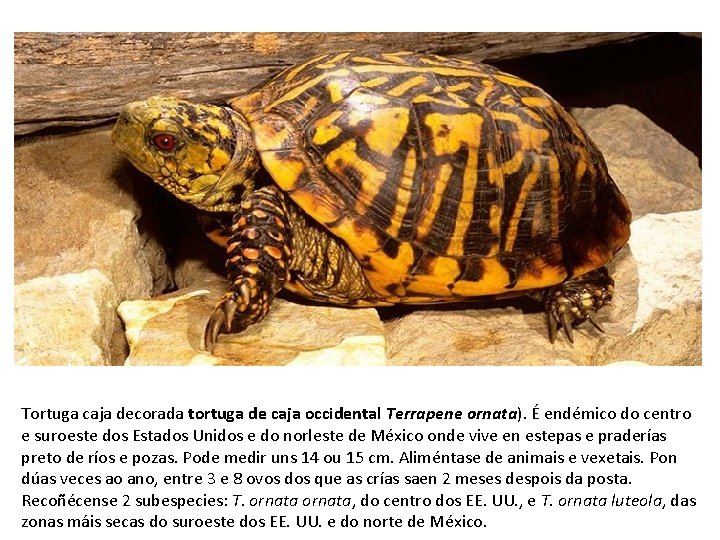 Tortuga caja decorada tortuga de caja occidental Terrapene ornata). É endémico do centro e