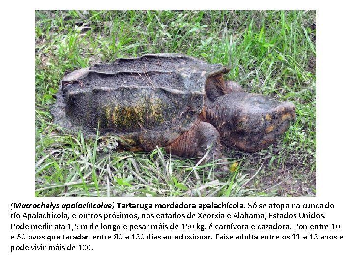 (Macrochelys apalachicolae) Tartaruga mordedora apalachícola. Só se atopa na cunca do río Apalachicola, e