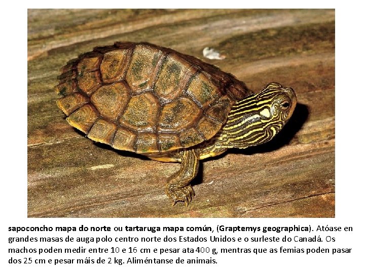 sapoconcho mapa do norte ou tartaruga mapa común, (Graptemys geographica). Atóase en grandes masas