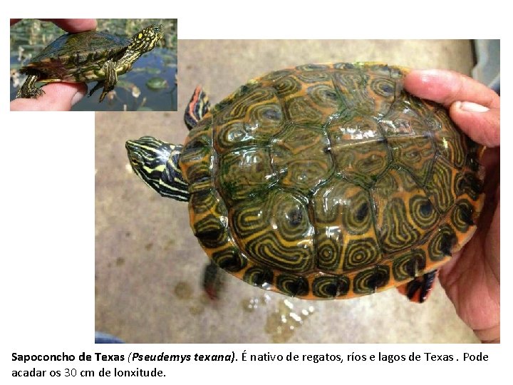 Sapoconcho de Texas (Pseudemys texana). É nativo de regatos, ríos e lagos de Texas.