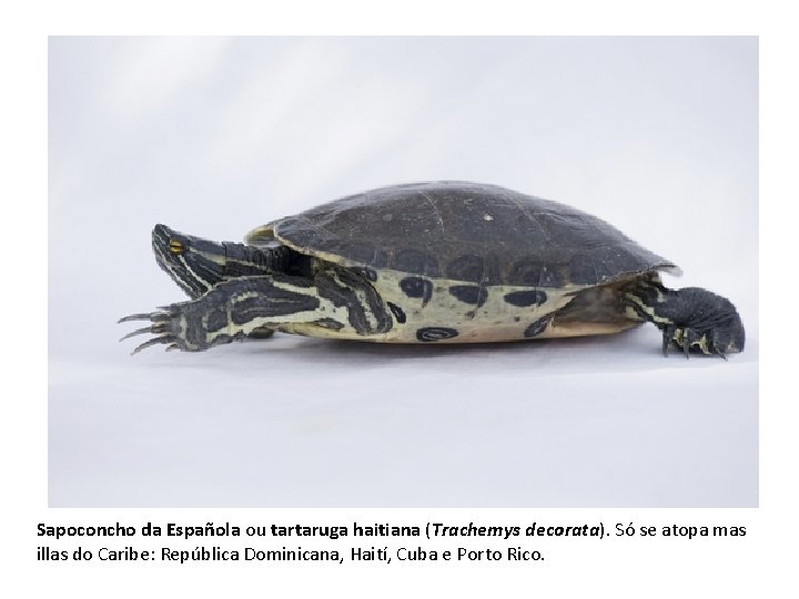 Sapoconcho da Española ou tartaruga haitiana (Trachemys decorata). Só se atopa mas illas do