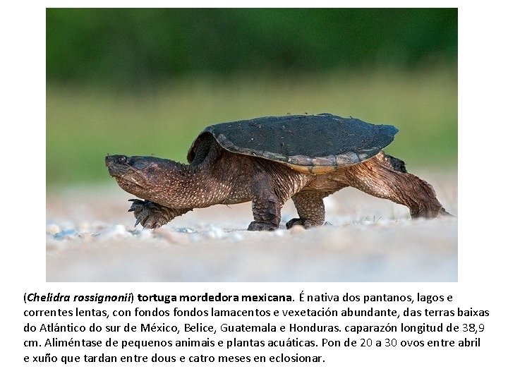 (Chelidra rossignonii) tortuga mordedora mexicana. É nativa dos pantanos, lagos e correntes lentas, con