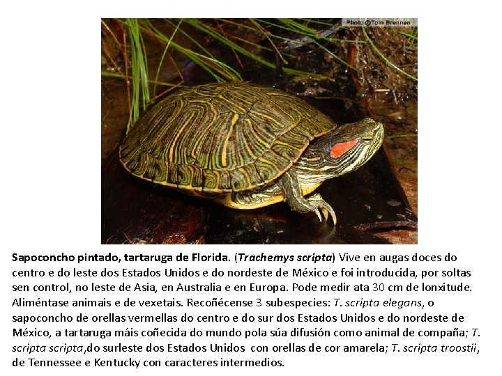 Sapoconcho pintado, tartaruga de Florida. (Trachemys scripta) Vive en augas doces do centro e