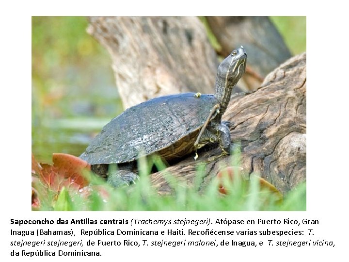 Sapoconcho das Antillas centrais (Trachemys stejnegeri). Atópase en Puerto Rico, Gran Inagua (Bahamas), República