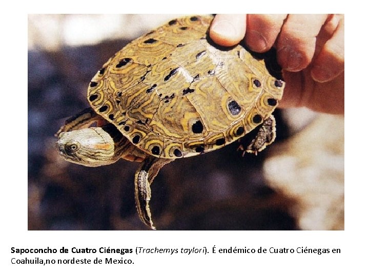 Sapoconcho de Cuatro Ciénegas (Trachemys taylori). É endémico de Cuatro Ciénegas en Coahuila, no