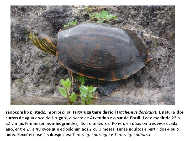 sapoconcho pintado, morrocoi ou tartaruga tigre de río (Trachemys dorbigni). É natural dos cursos