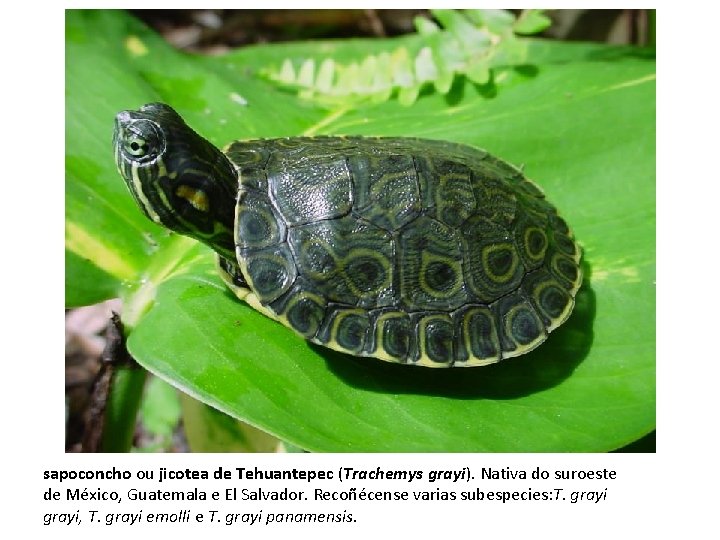 sapoconcho ou jicotea de Tehuantepec (Trachemys grayi). Nativa do suroeste de México, Guatemala e