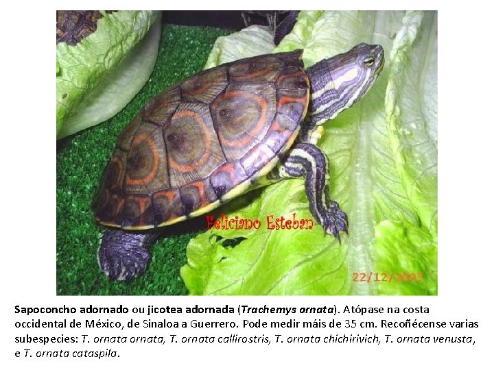 Sapoconcho adornado ou jicotea adornada (Trachemys ornata). Atópase na costa occidental de México, de