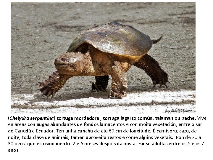 (Chelydra serpentina) tortuga mordedora , tortuga lagarto común, talaman ou bache. Vive en áreas