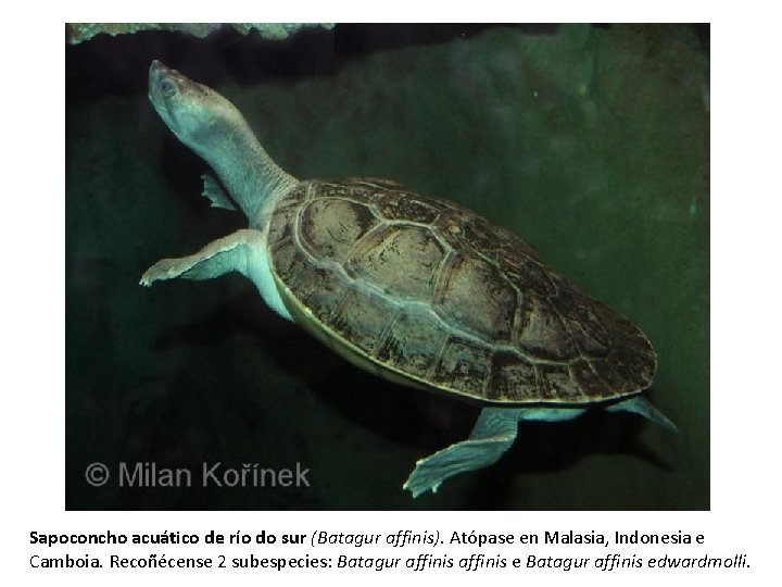 Sapoconcho acuático de río do sur (Batagur affinis). Atópase en Malasia, Indonesia e Camboia.