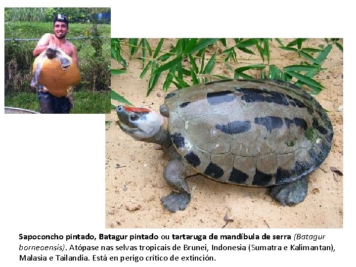 Sapoconcho pintado, Batagur pintado ou tartaruga de mandíbula de serra (Batagur borneoensis). Atópase nas