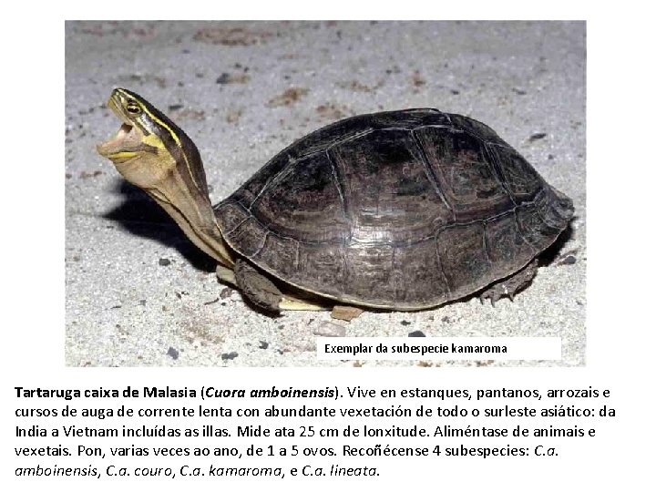 Exemplar da subespecie kamaroma Tartaruga caixa de Malasia (Cuora amboinensis). Vive en estanques, pantanos,
