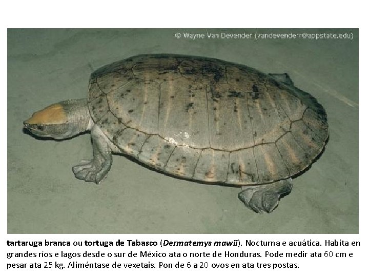 tartaruga branca ou tortuga de Tabasco (Dermatemys mawii). Nocturna e acuática. Habita en grandes