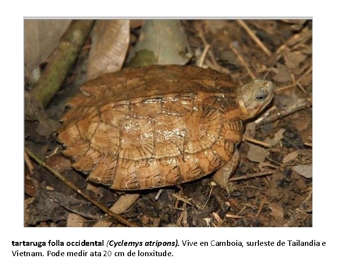 tartaruga folla occidental (Cyclemys atripons). Vive en Camboia, surleste de Tailandia e Vietnam. Pode