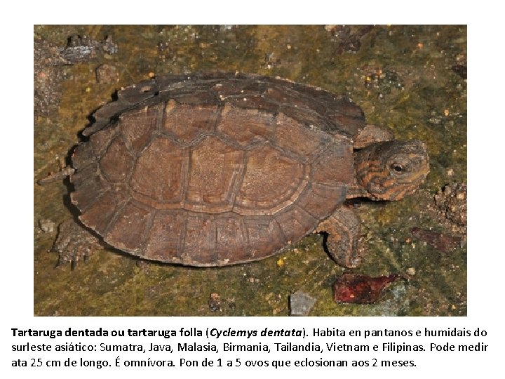 Tartaruga dentada ou tartaruga folla (Cyclemys dentata). Habita en pantanos e humidais do surleste