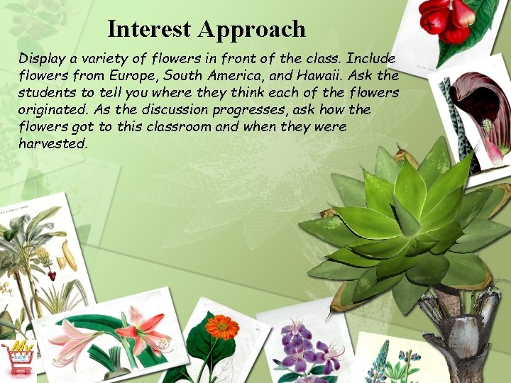 Interest Approach Display a variety of flowers in front of the class. Include flowers