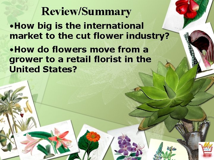 Review/Summary • How big is the international market to the cut flower industry? •