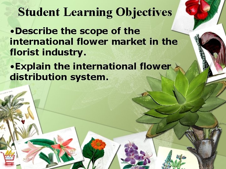 Student Learning Objectives • Describe the scope of the international flower market in the